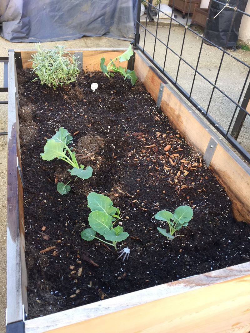 Broccoli Needs A Prompt Start Broccoli Needs A Prompt Start