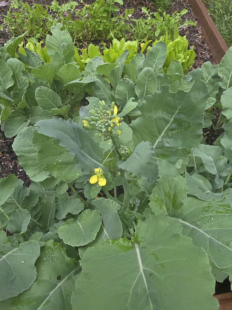 Broccoli Needs A Timely Start