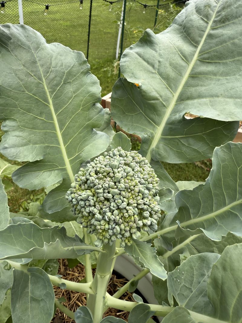 Broccoli Needs The Head Start Broccoli Needs The Head Start