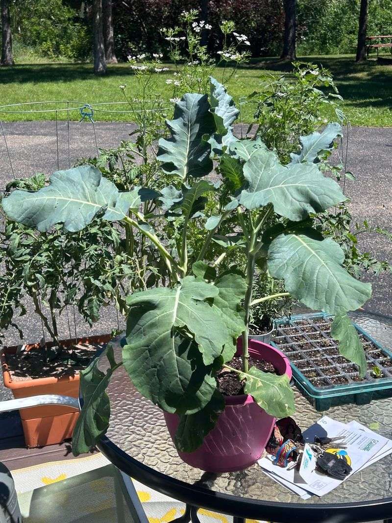 Broccoli Starts Now For Fall Heads
