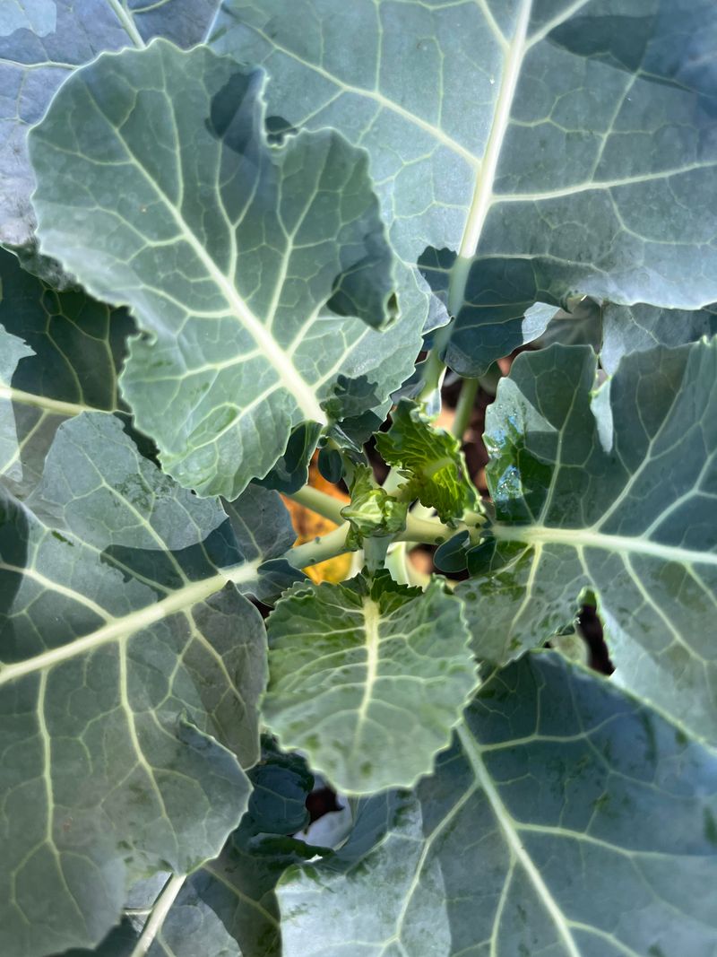 Broccoli Starts Set Up A Strong Fall Crop Broccoli Starts Set Up A Strong Fall Crop