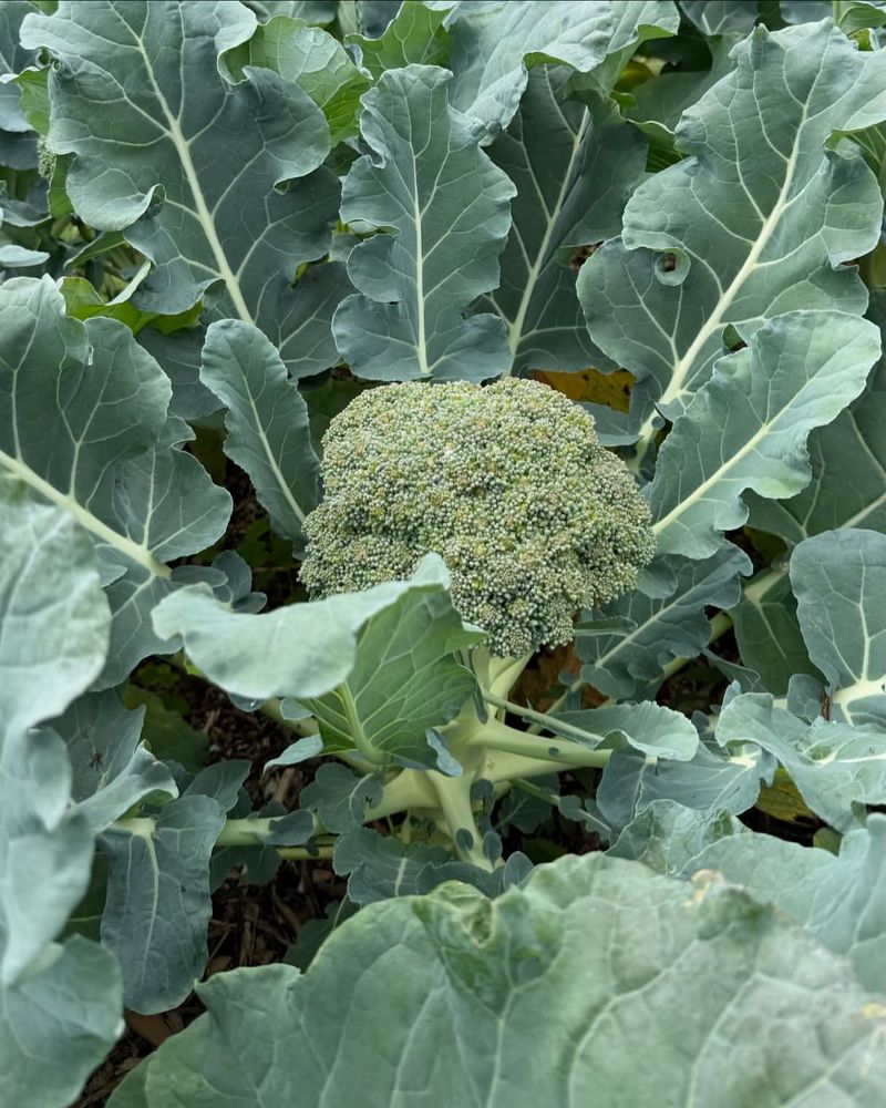 Broccoli Thrives Once Summer Heat Begins To Fade