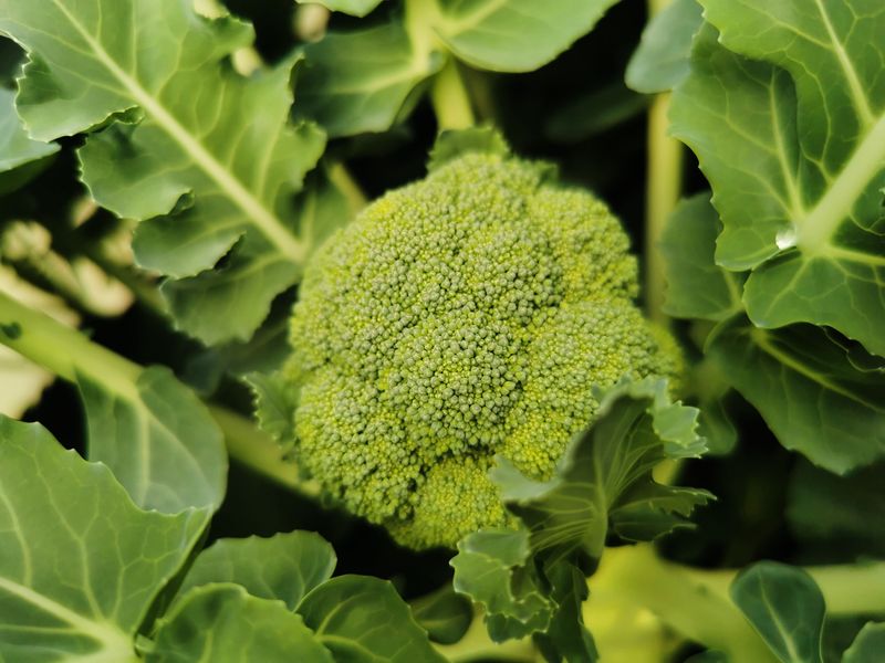 Broccoli (Transplants)