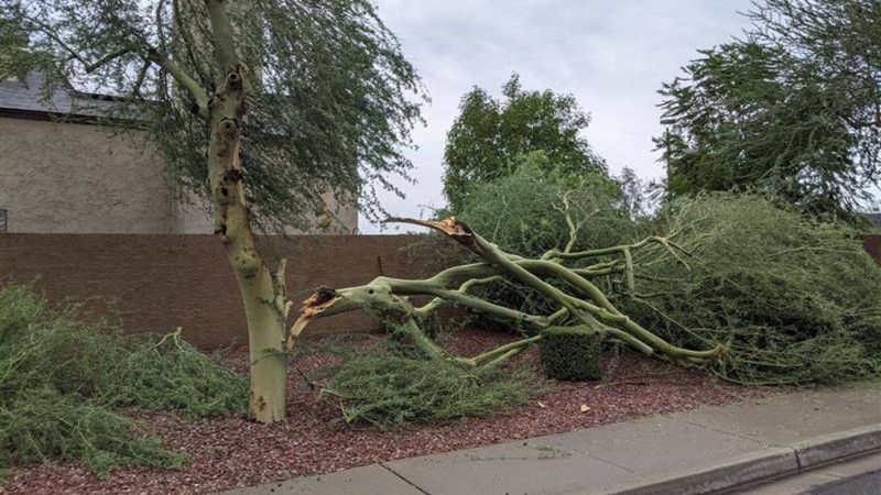 Broken Limbs Should Be Removed Right Away Broken Limbs Should Be Removed Right Away