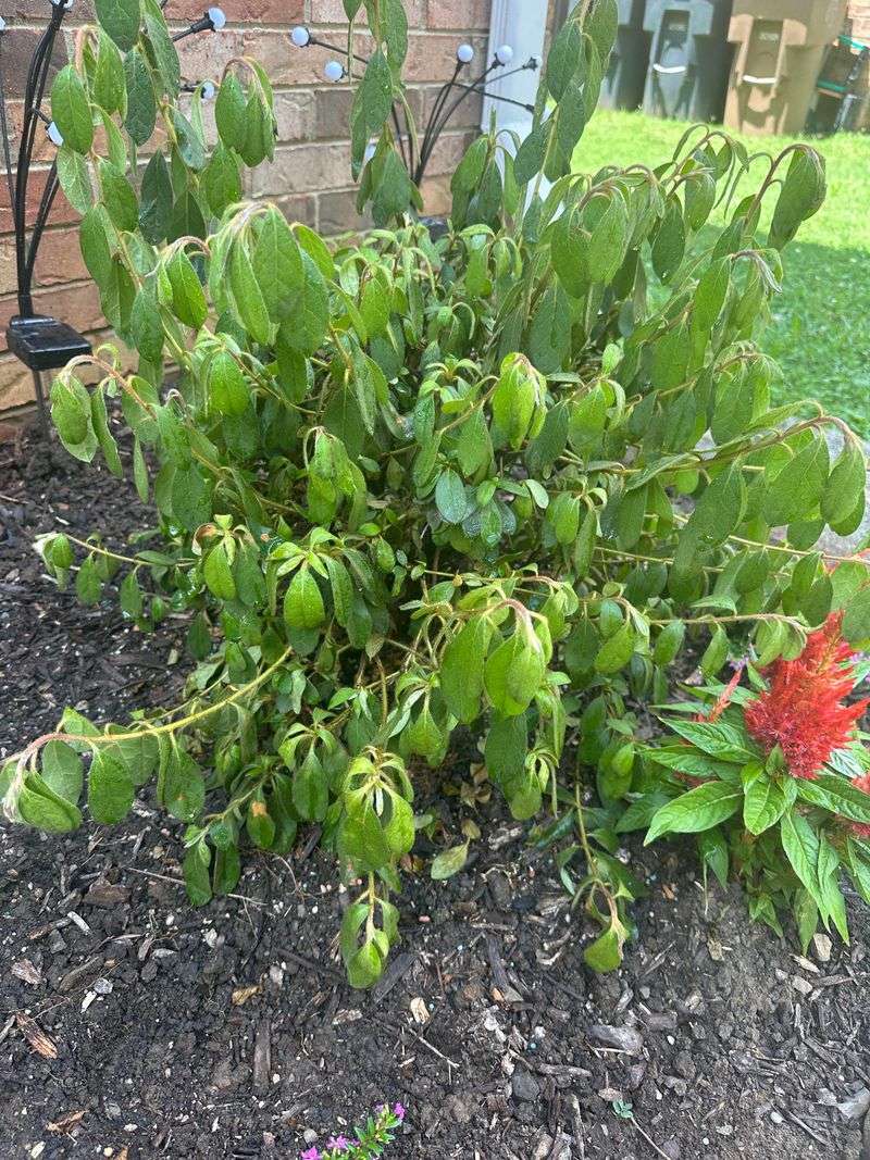 Broken Roots Or Branches May Be Interrupting Water Movement