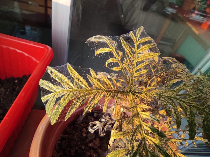 Bronze Leaves Most Often Point To Spider Mites