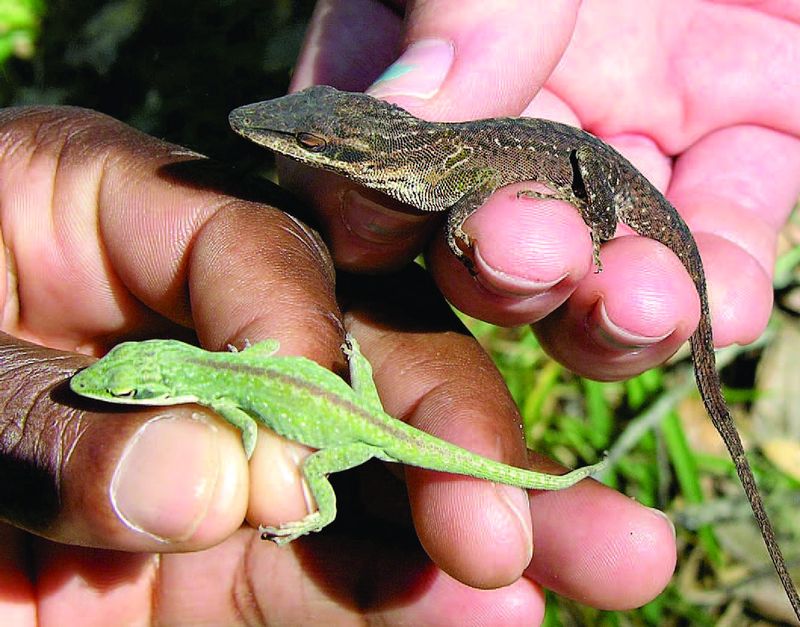 Brown Anoles May Be Pushing Green Anoles Higher Brown Anoles May Be Pushing Green Anoles Higher