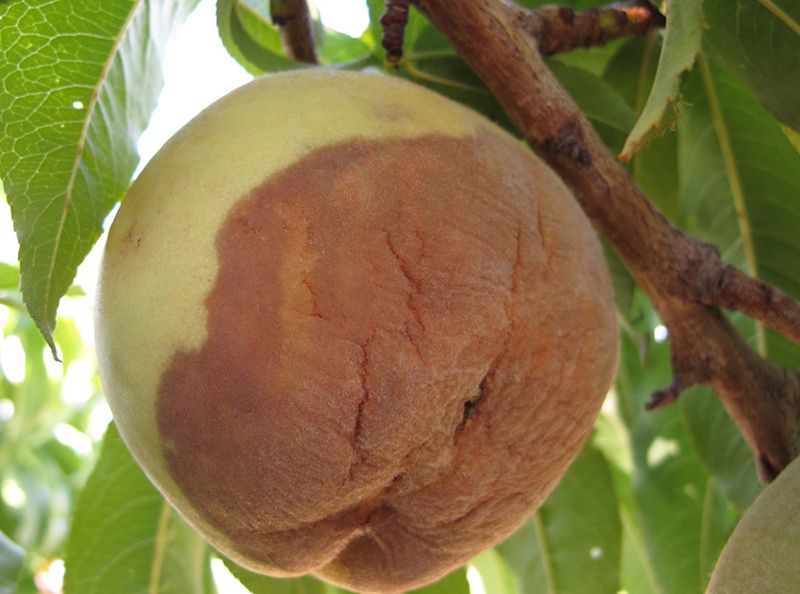 Brown Areas Expand Fast On Ripe Fruit