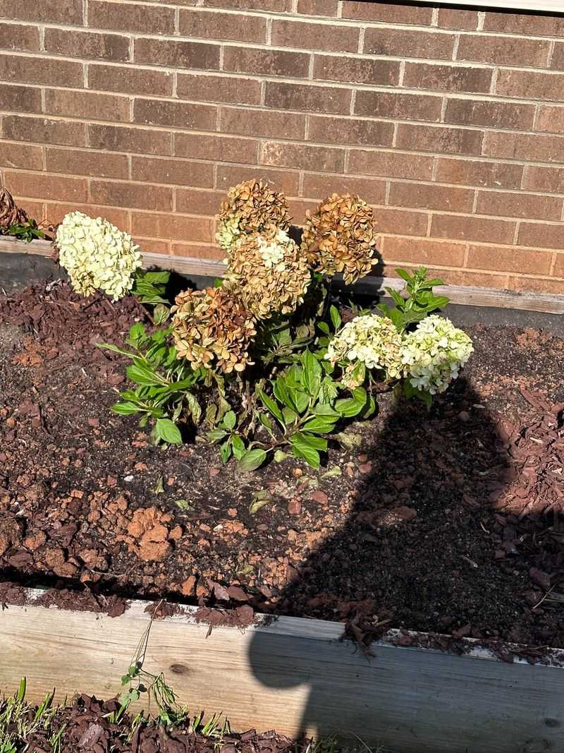 Brown Blooms Can Drain The Display