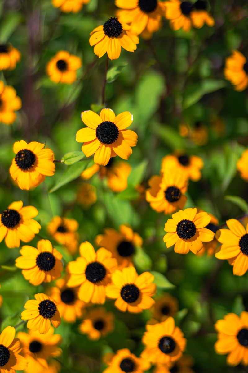 Brown-Eyed Susan (Rudbeckia Triloba)