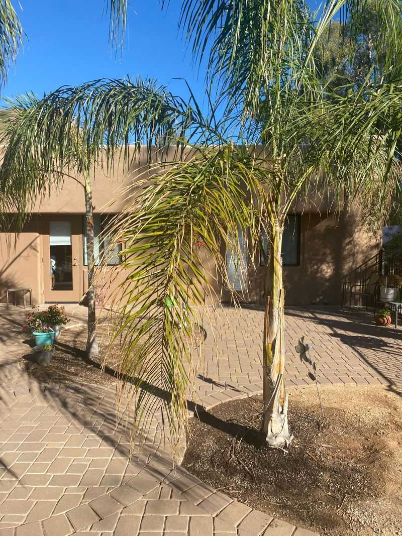 Brown Fronds Burn More Easily Brown Fronds Burn More Easily