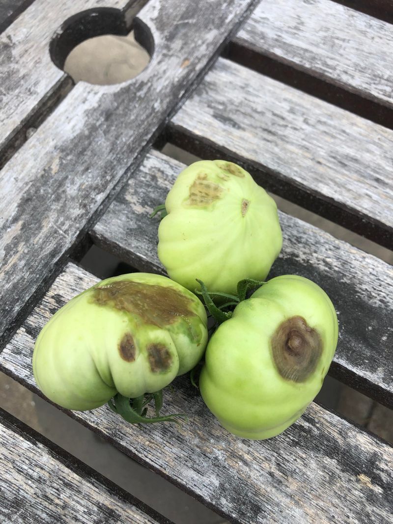 Brown Lesions Spread Across Fruit Surface