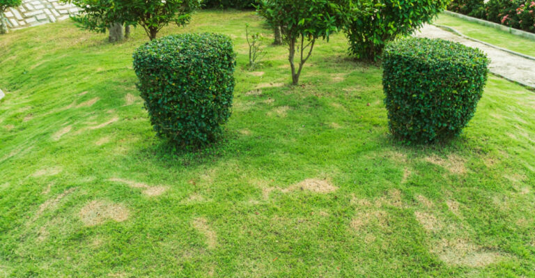 Brown Patch Fungus Is Spreading Across Virginia Lawns This Week, And Here’s How To Stop It