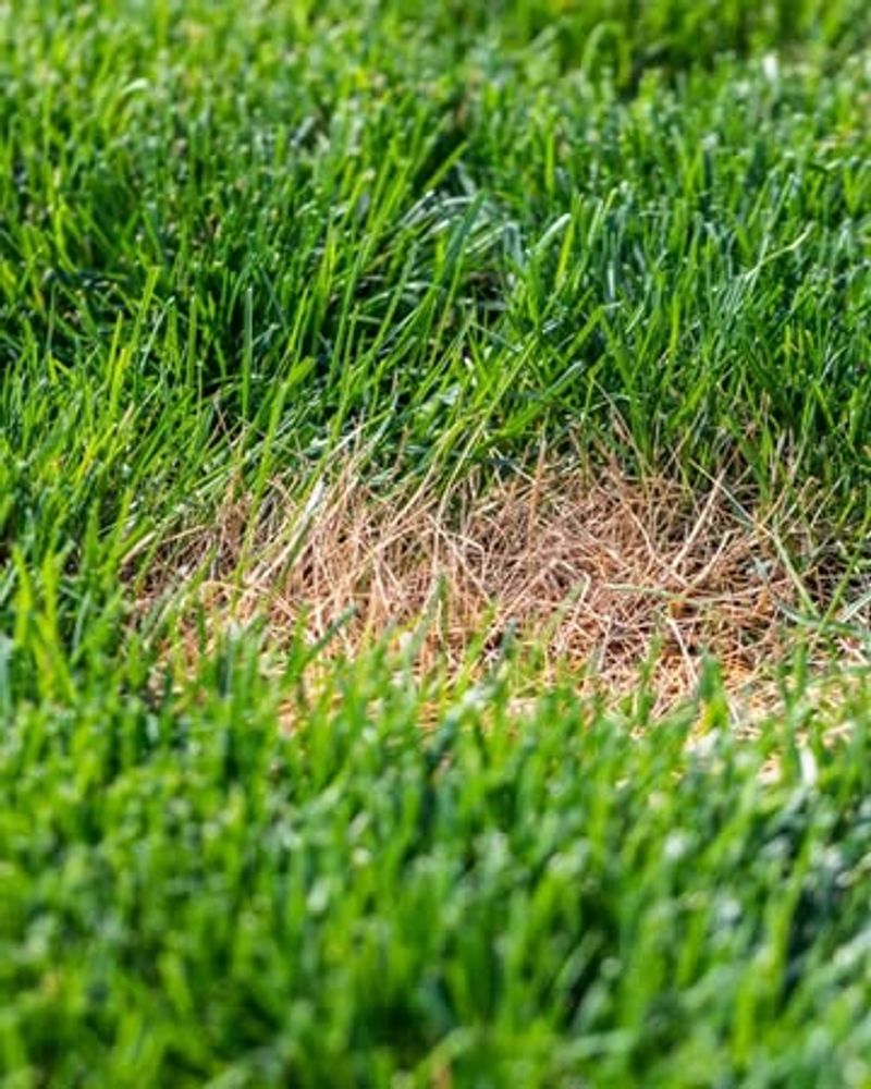 Brown Patches Mimic Dry Turf Brown Patches Mimic Dry Turf