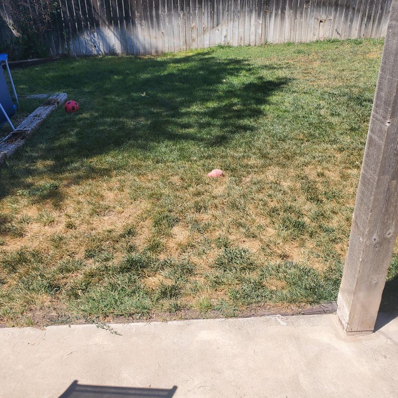 Brown Patches Often Start After Scalping Brown Patches Often Start After Scalping