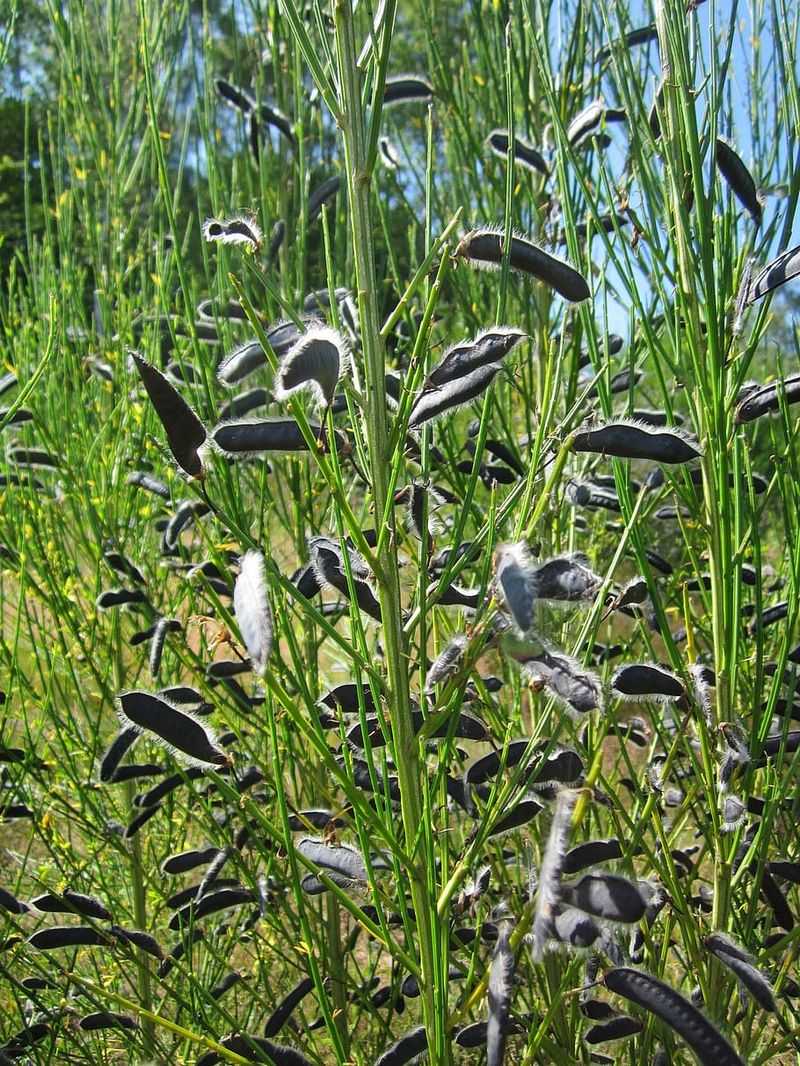 Brown Seed Pods Can Spread The Problem Brown Seed Pods Can Spread The Problem