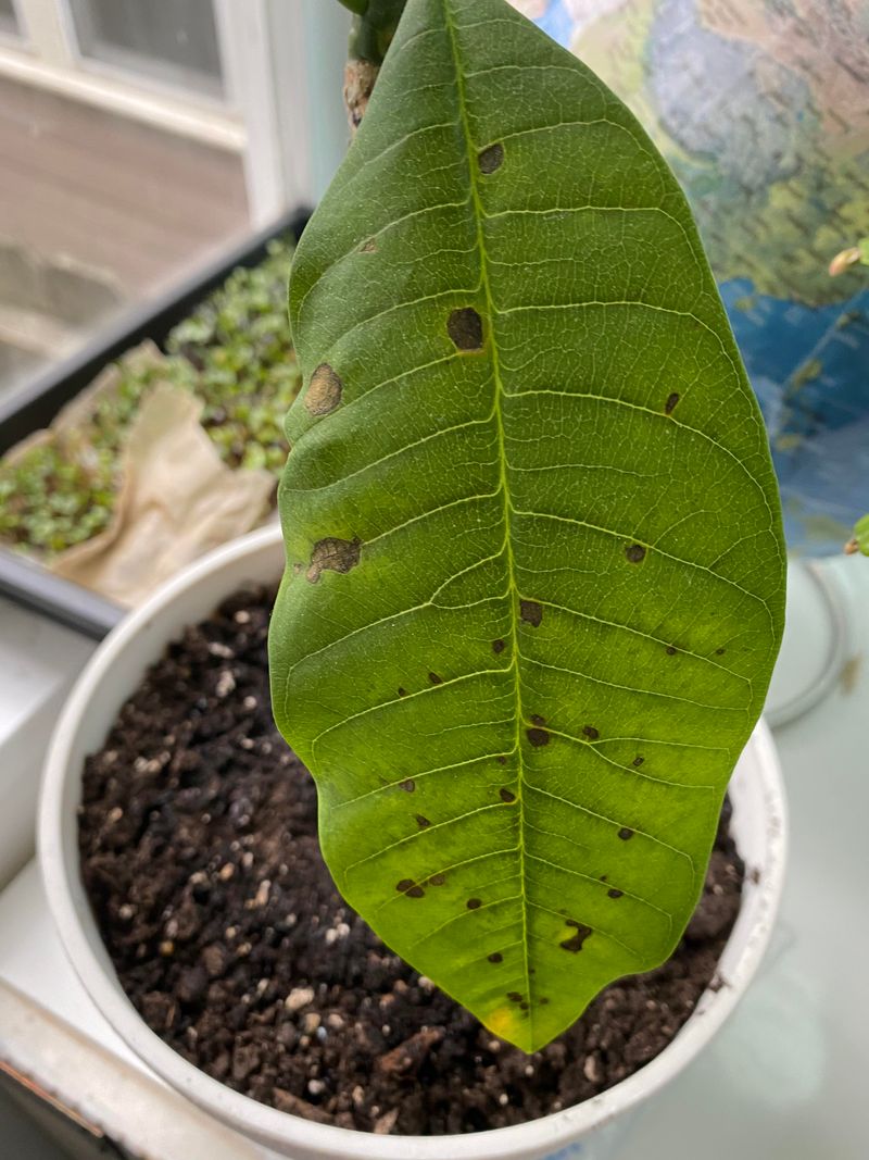 Brown Spots Signal Sun Scorch Brown Spots Signal Sun Scorch