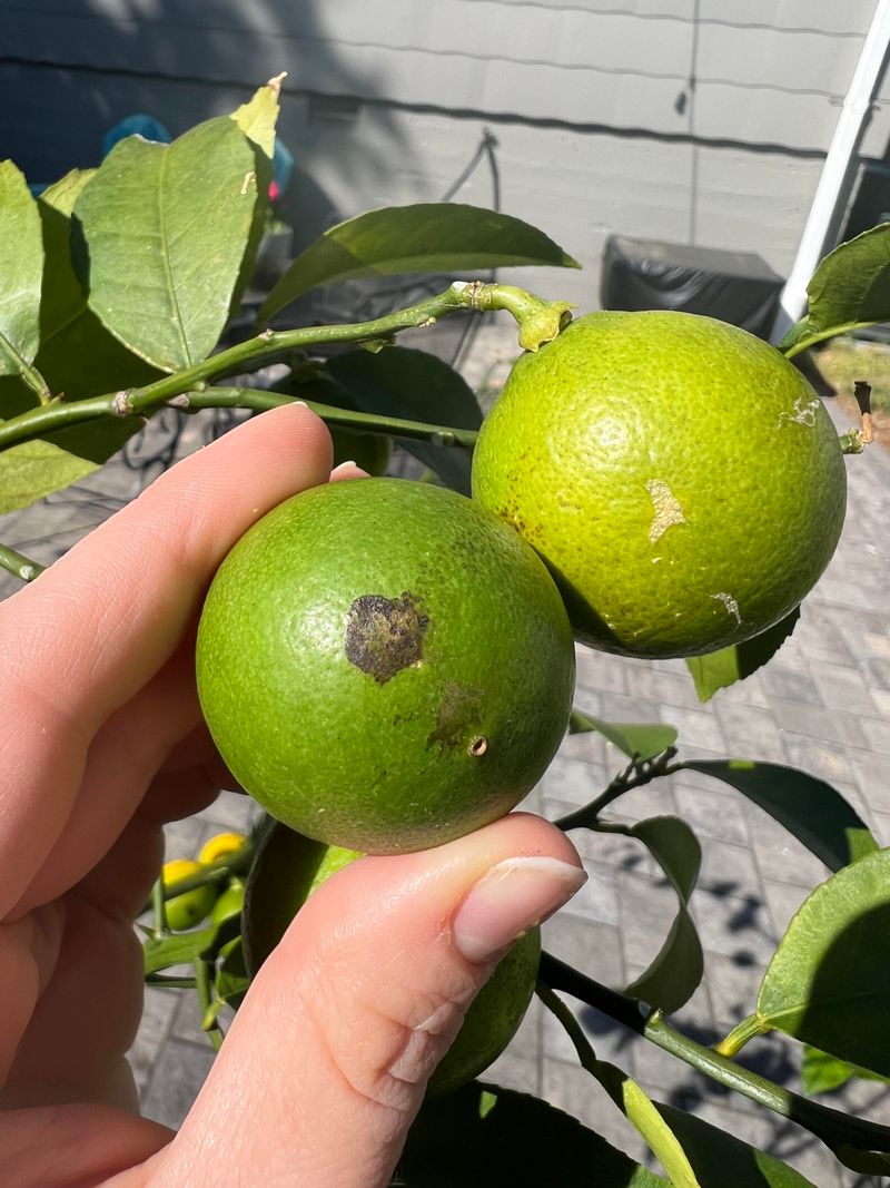 Brown Spots Start Showing On The Peel Brown Spots Start Showing On The Peel