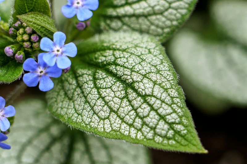 Brunnera Macrophylla Brings True Blue To Shade Gardens