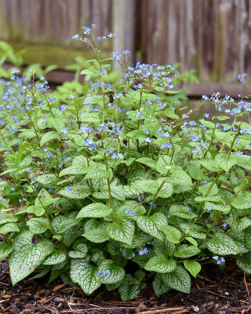 Brunnera Brunnera
