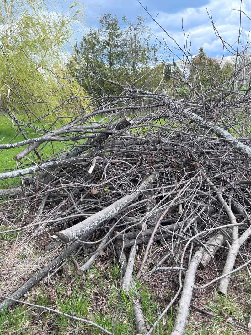 Brush Piles Give Rabbits A Place To Hide Brush Piles Give Rabbits A Place To Hide
