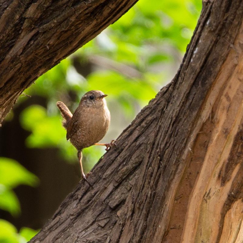 Brush Piles Make Better Wren Habitat Brush Piles Make Better Wren Habitat