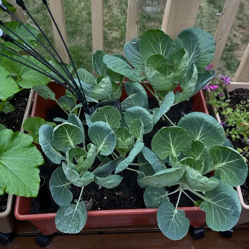 Brussels Sprouts Need A Longer Indoor Head Start Brussels Sprouts Need A Longer Indoor Head Start