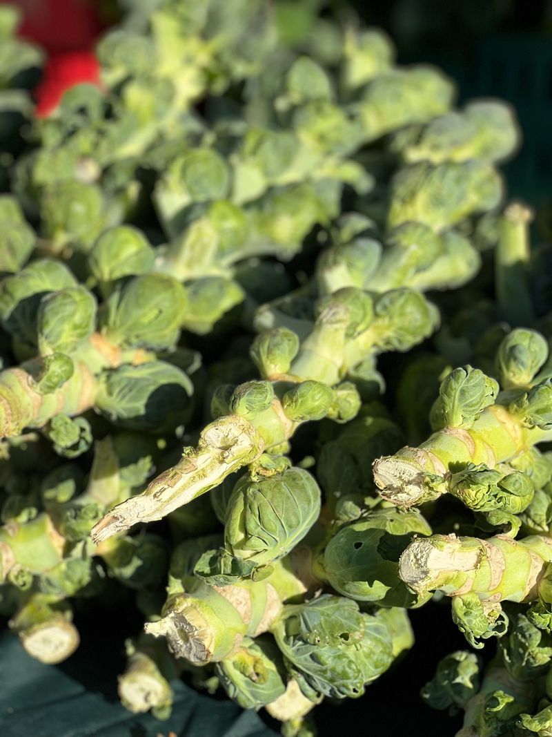 Brussels Sprouts