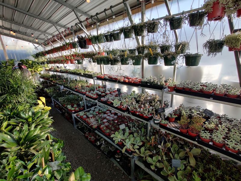 Buchanan's Native Plants - Houston