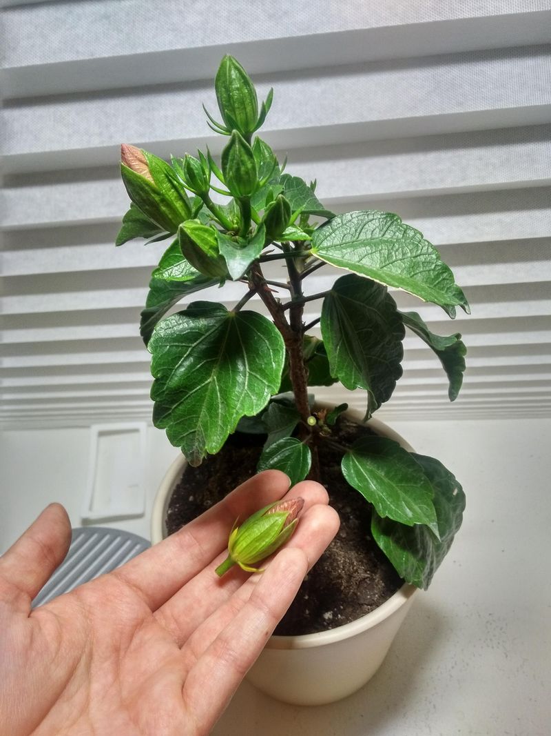 Buds Drop When The Plant Feels Stressed