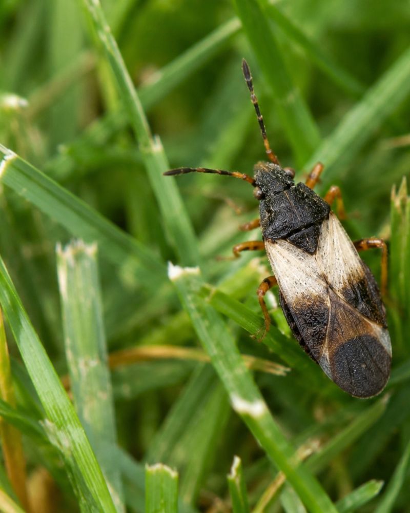 Bugs Hiding Where Green And Brown Grass Meet Bugs Hiding Where Green And Brown Grass Meet