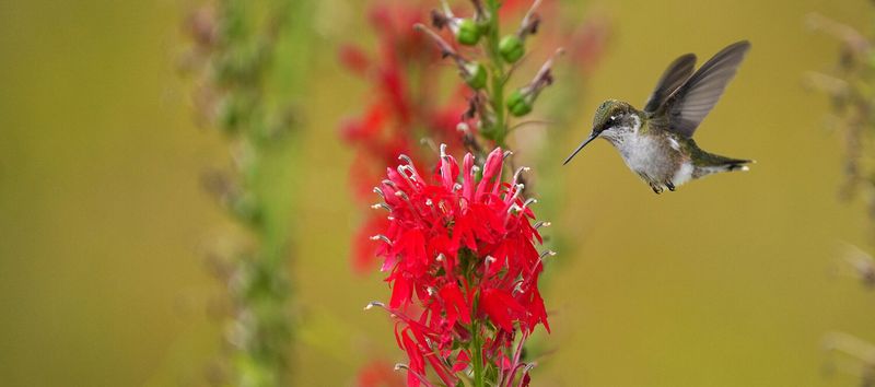 Build A Better Hummingbird Site Build A Better Hummingbird Site