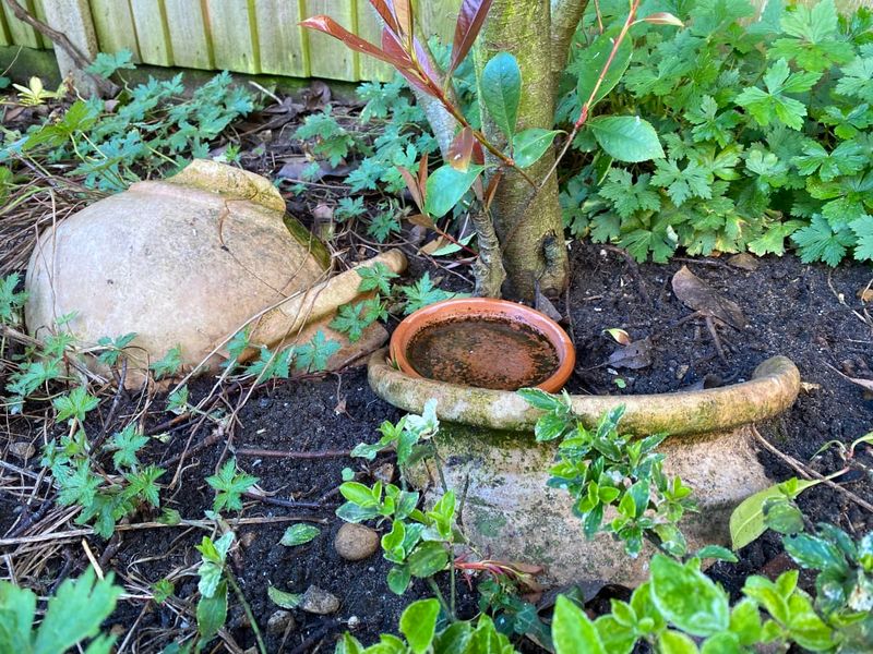 Build A Frog-Friendly Yard Without Creating Breeding Spots Build A Frog-Friendly Yard Without Creating Breeding Spots