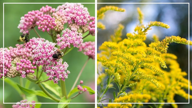 Build A Habitat Beyond One Spectacular Plant