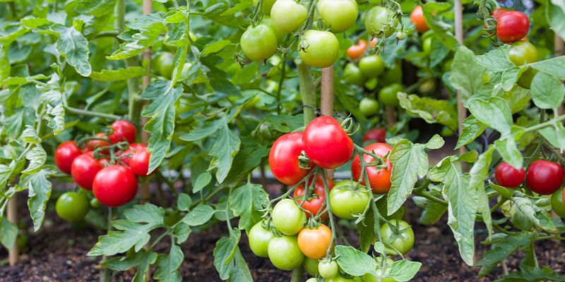 Build A Routine That Carries Tomatoes To Harvest