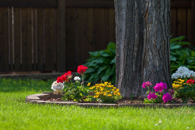 Build A Small Garden Bed Around It Build A Small Garden Bed Around It