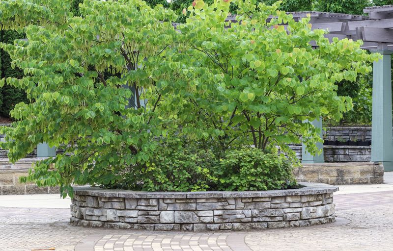 Build A Small Raised Flower Bed Around It