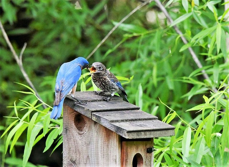Build A Yard Where Bluebirds Keep Working Build A Yard Where Bluebirds Keep Working