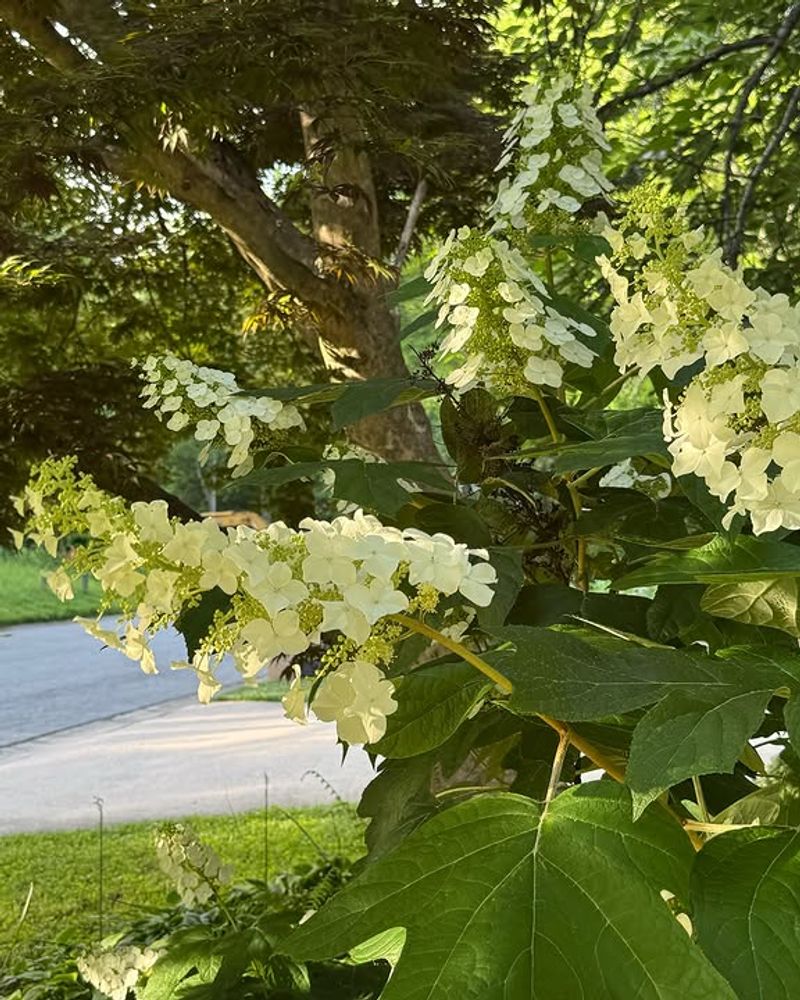 Build Bigger Blooms With Better Timing