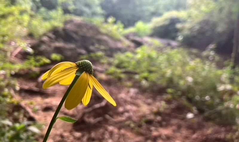 Build a Calm, Pollinator-Aware Plan Build a Calm, Pollinator-Aware Plan