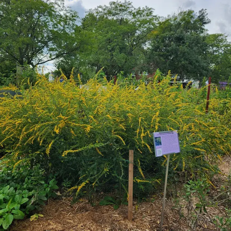 Build a Manageable Nectar Patch Build a Manageable Nectar Patch