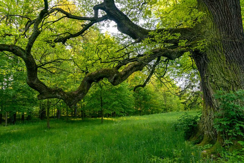Building A Year-Round Oak Care Calendar Building A Year-Round Oak Care Calendar