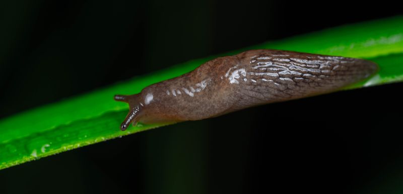 Bulb Mites And Slugs Are The Main Pests To Watch Bulb Mites And Slugs Are The Main Pests To Watch