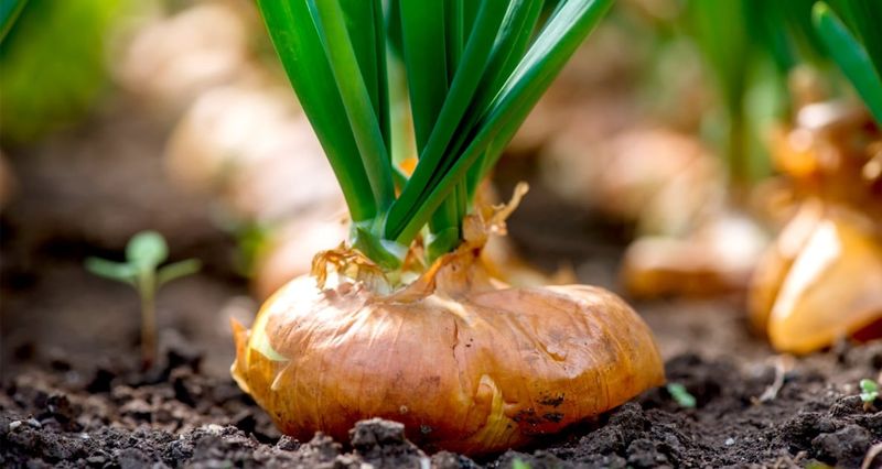 Bulbs Have Reached Good Size Bulbs Have Reached Good Size