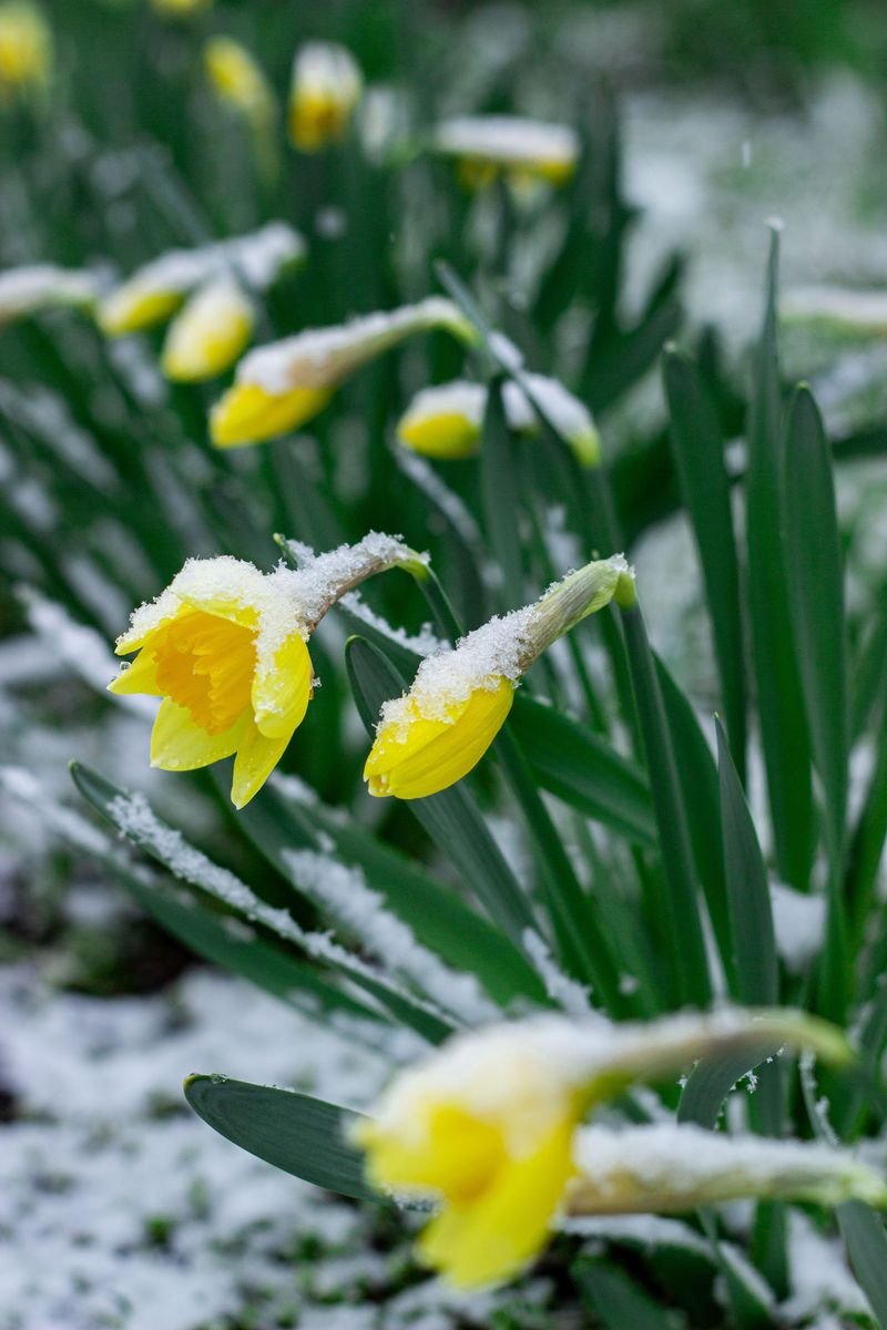 Bulbs Need Cold To Bloom Bulbs Need Cold To Bloom