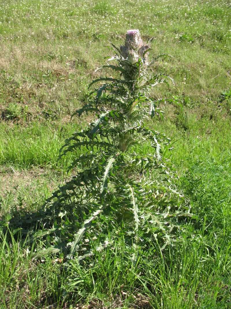 Bull Thistle Turns One Plant Into Hundreds Bull Thistle Turns One Plant Into Hundreds