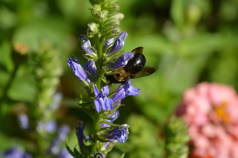 Bumblebees Are Its Most Important Visitors
