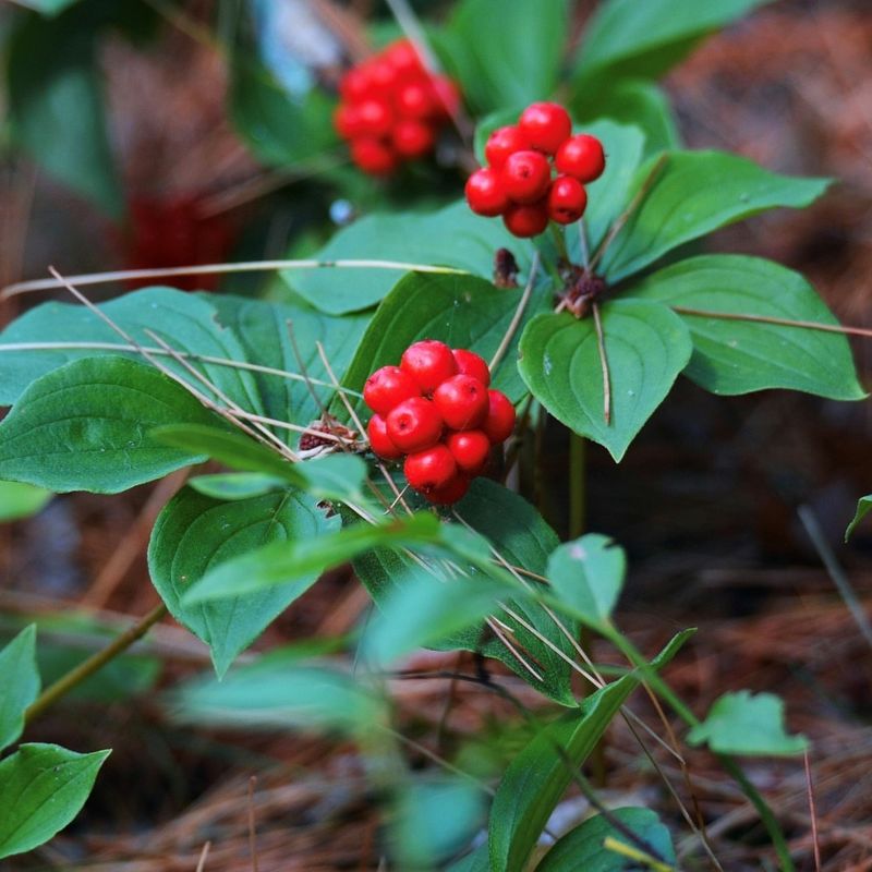 Bunchberry Adds A Low Woodland Carpet Bunchberry Adds A Low Woodland Carpet