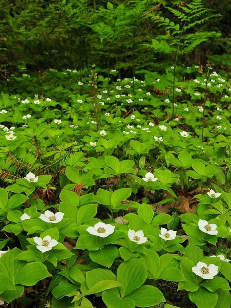 Bunchberry Makes Cool Beds Look Lush