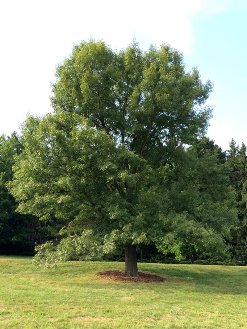 Bur Oak Bur Oak